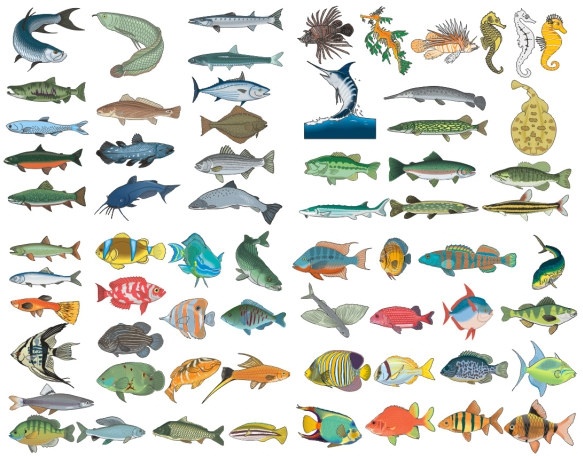 12 Underrated Types Of Fish You Should Try At Least Once